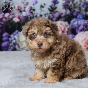 Tonya, Havapoo Puppy